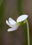 Bog white violet